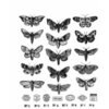 Stampers Anonymous - Tim Holtz - Halloween - Cling Mounted Rubber Stamps - Moth Study