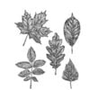 Stampers Anonymous - Tim Holtz - Cling Mounted Rubber Stamp Set - Sketchy Leaves