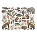 Stamperia - Forest Collection - Ephemera