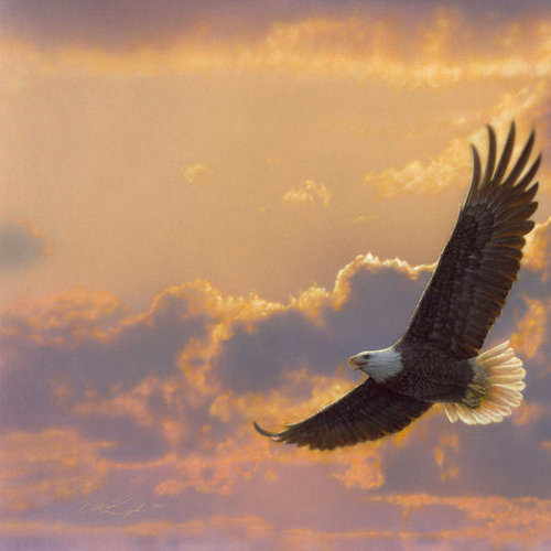 SugarTree - 12 x 12 Paper - Sunset Soaring Eagle