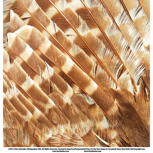 SugarTree - 12 x 12 Paper - Owl Feathers