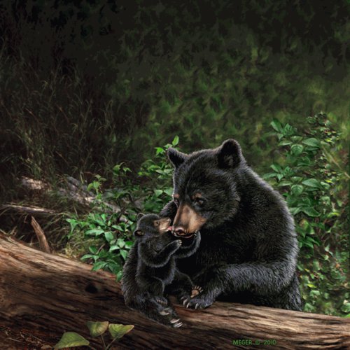 SugarTree - 12 x 12 Paper - Black Bear and Cub II