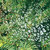 SugarTree - 12 x 12 Paper - Dew Drops on Evergreens