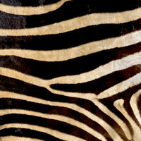 SugarTree - 12 x 12 Paper - Zebra Stripes