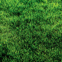 SugarTree - 12 x 12 Paper - Green Grass