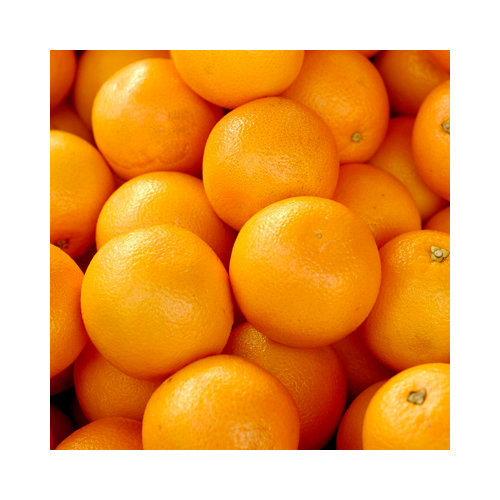 SugarTree - 12 x 12 Paper - Oranges