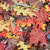 SugarTree - 12 x 12 Paper - Fall Leaves