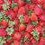 SugarTree - 12 x 12 Paper - Strawberries