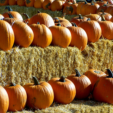 SugarTree - 12 x 12 Paper - Pumpkins and Hay Bales