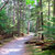 SugarTree - 12 x 12 Paper - Hiking Wooded Trail