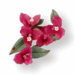 Sizzix - Susans Garden - Thinlits Die - Die Cutting Template - Flower, Bougainvillea