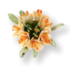 Sizzix - Susans Garden - Thinlits Die - Die Cutting Template - Flower, Clivia