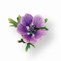 Sizzix - Susans Garden - Thinlits Die - Die Cutting Template - Flower, Hardy Geranium