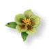 Sizzix - Susans Garden - Thinlits Die - Die Cutting Template - Flower, Helleborus