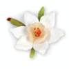 Sizzix - Susans Garden - Thinlits Die - Die Cutting Template - Flower, Narcissus Paperwhites
