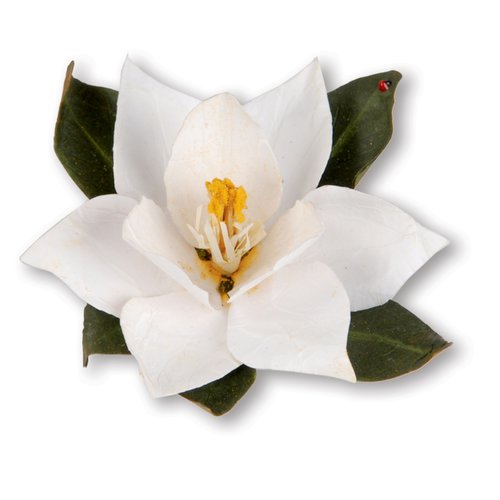 Sizzix - Susan's Garden Collection - Thinlits Die - Flower, Southern Magnolia