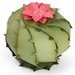 Sizzix - Thinlits Die - Barrel Cactus, 3-D