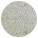 Nuvo - Woodland Walk Collection - Mica Mist - Wild Olive